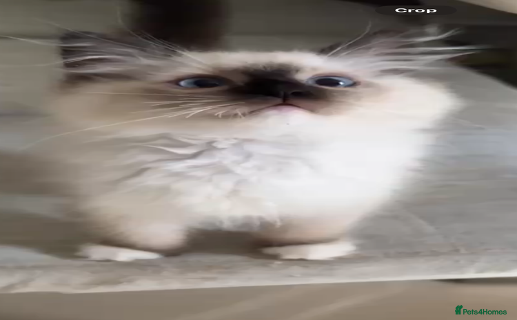 Ragdoll cats - Advert 16