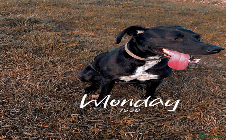 Mixed Breed dogs - Advert 1
