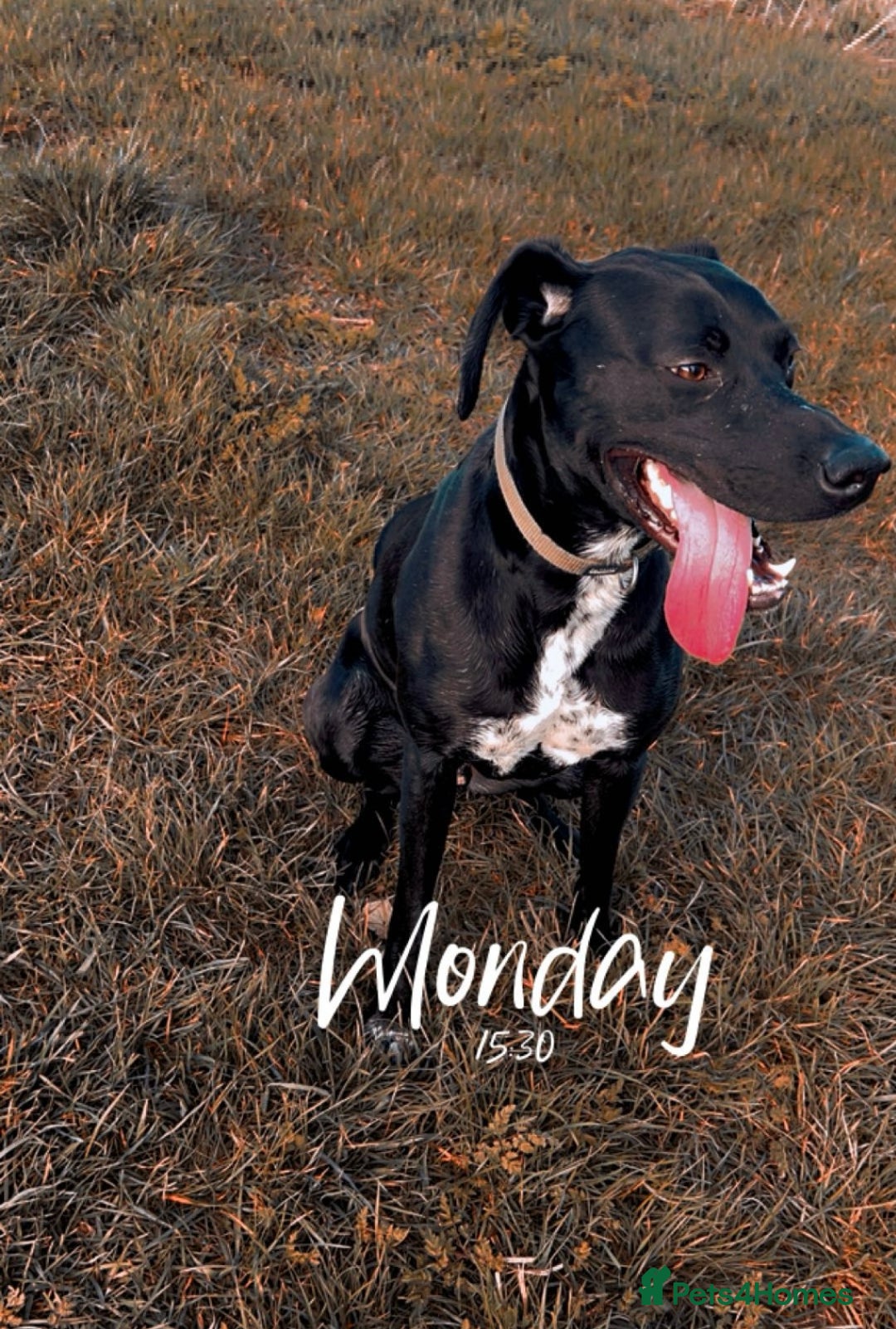 Mixed Breed dogs for sale:  Mr Bolt - Image 1