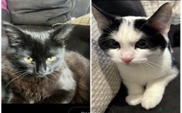 Mixed Breed cats for sale: Two female kittens about 7/8 months old  - Image 5