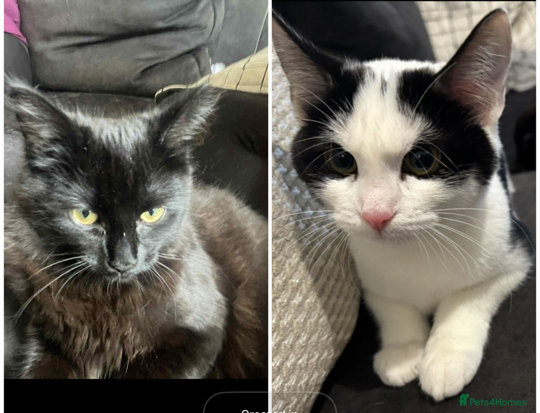 Mixed Breed cats for sale: Two female kittens about 7/8 months old  - Image 5