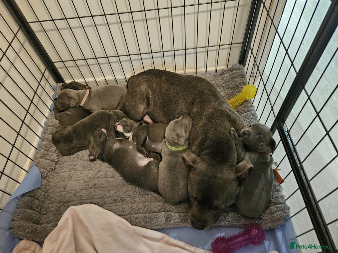 Staffordshire Bull Terrier dogs for sale: KC blue staffordshire bull terrier - Advert 12