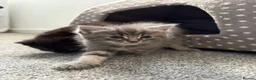 British Shorthair cats for sale: 2 beautiful kittens - Advert 2
