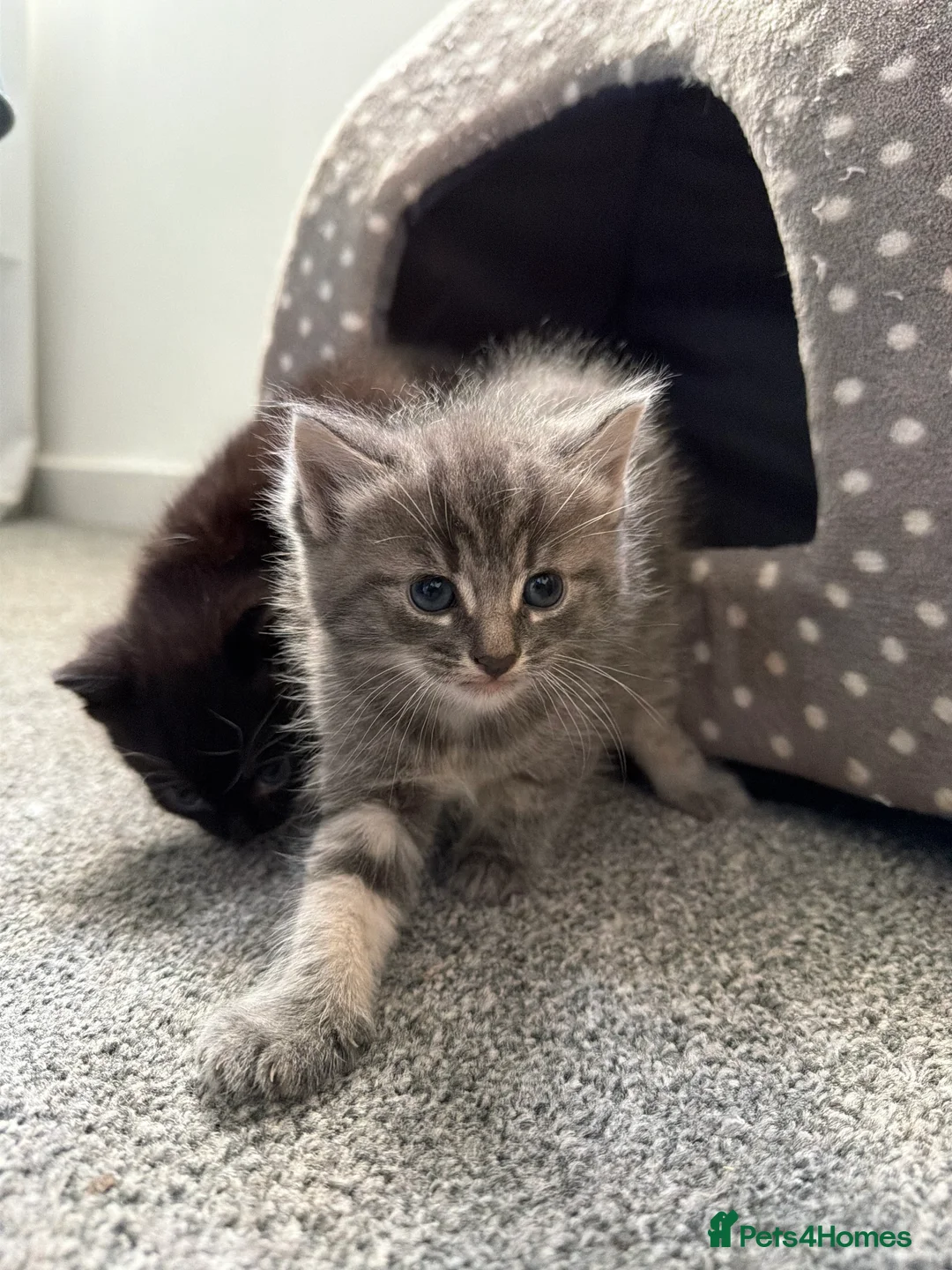 British Shorthair cats for sale: 2 beautiful kittens - Advert 2