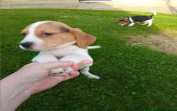 Beagle dogs for sale: Genuine Foot Beagles - Image 7