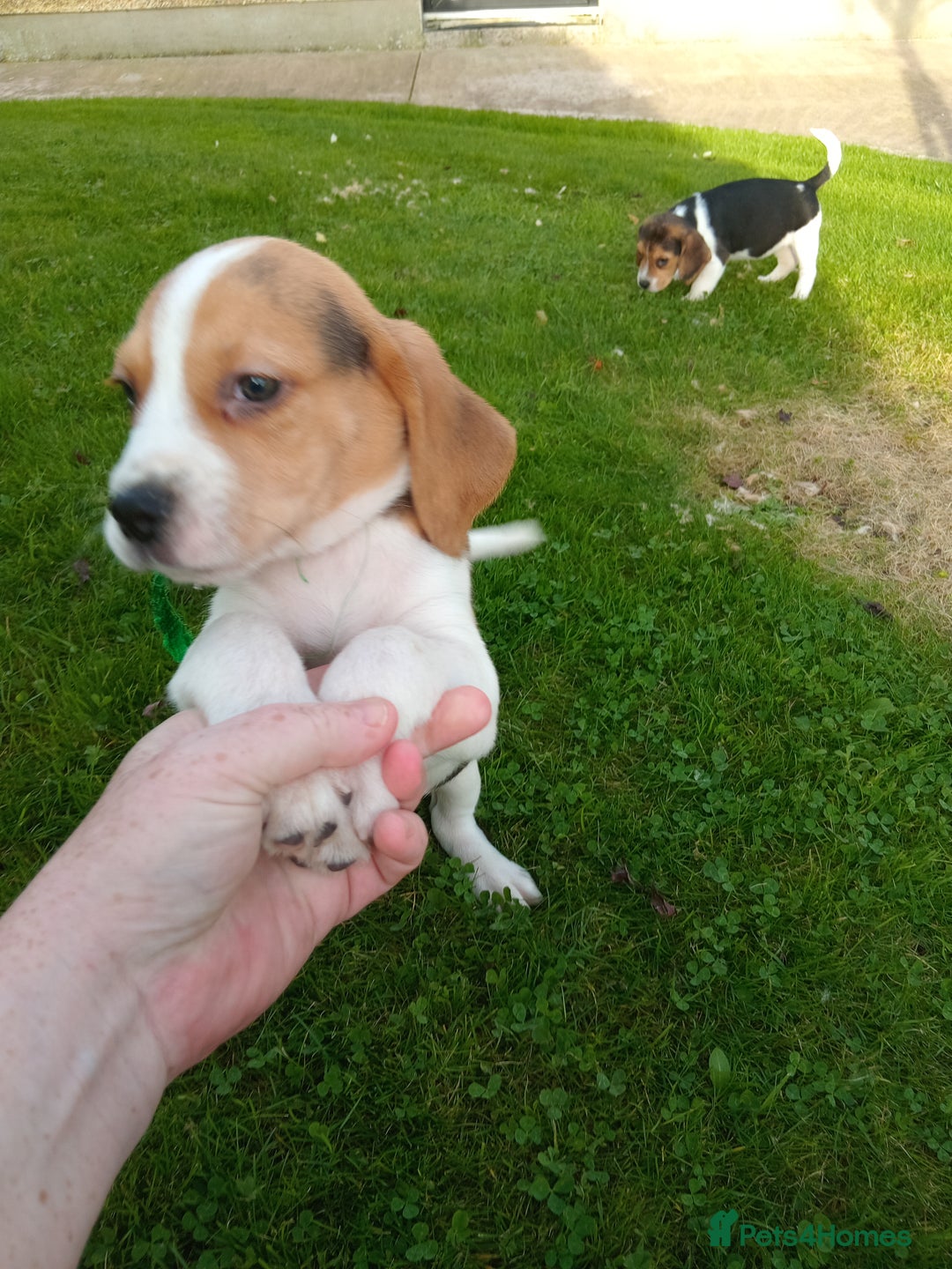 Beagle dogs for sale: Genuine Foot Beagles - Image 7