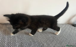 British Shorthair cats for sale: Kittens  - Image 10