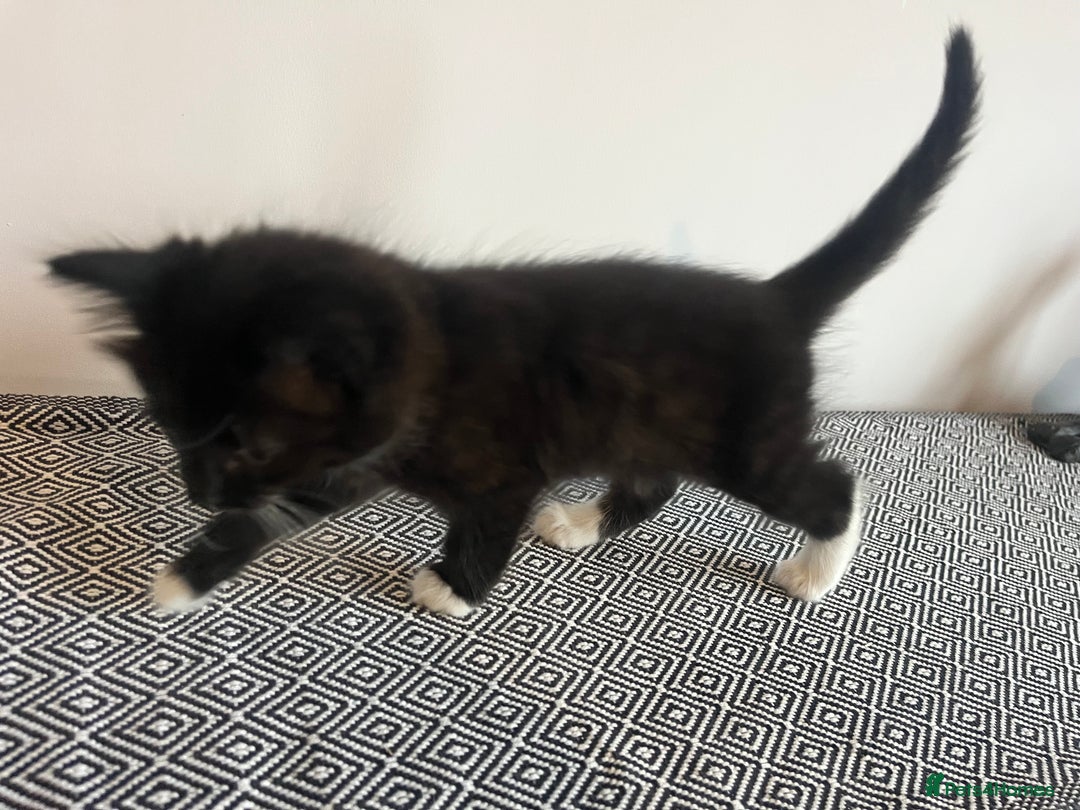 British Shorthair cats for sale: Kittens  - Image 10