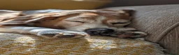 Beagle dogs for sale: Beagle Male age 5 - Advert 3