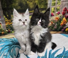 Maine Coon cats - Advert 4