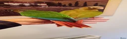 Conures birds for sale: Handreared green cheek conures for sale - Advert 4