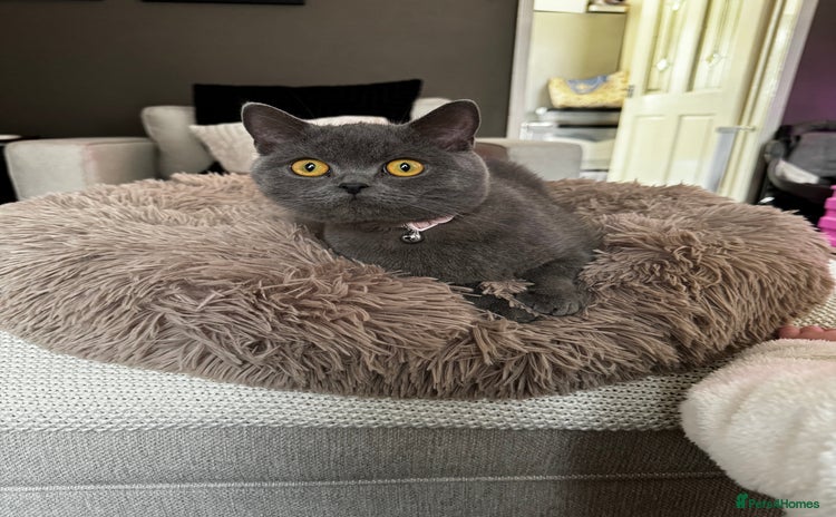 British Shorthair cats - Advert 1