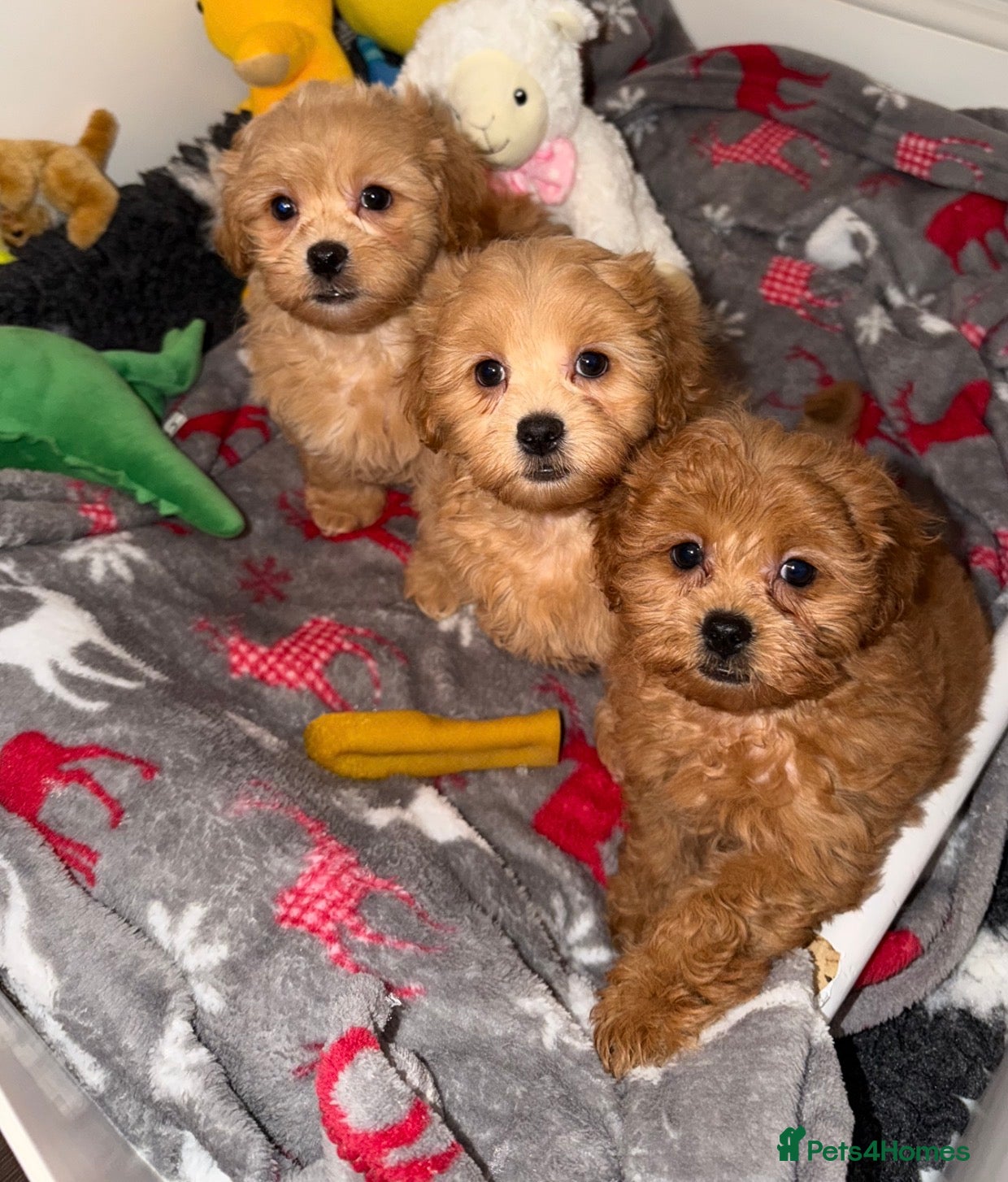 Shihpoo dogs 🧡💛🧡Stunning F1 Shihpoo Puppies💛🧡💛 - Advert 1