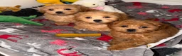 Shihpoo dogs for sale: 🧡💛🧡Stunning F1 Shihpoo Puppies💛🧡💛 - Advert 3