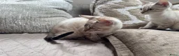 Bengal cats for sale: Stunning TICA Registered Snow Lynx Bengal Kittens - Advert 14