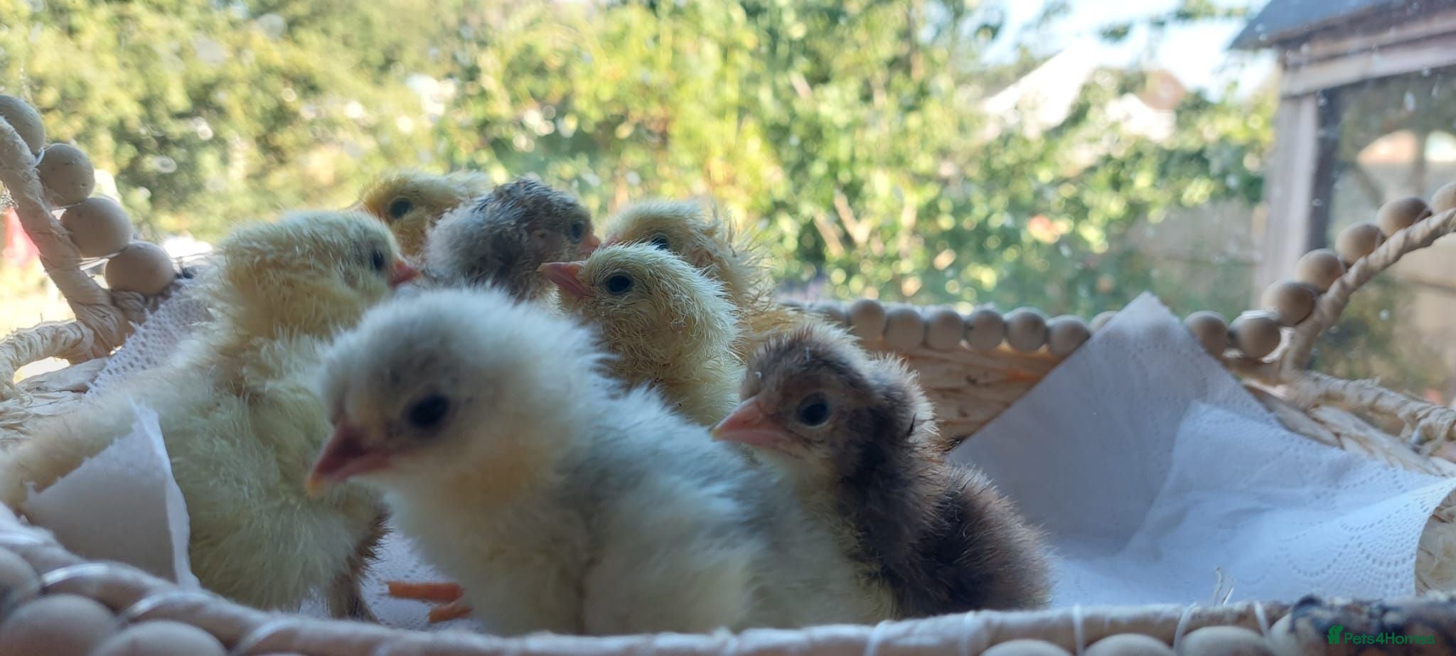 Mixed Breed livestock Day‑old pure‑breed chicks Brahama Pekin and more - Advert 1