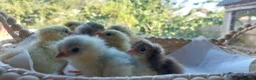 Mixed Breed livestock for sale: Day‑old pure‑breed chicks Brahama Pekin and more - Advert 1