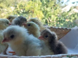 Mixed Breed livestock Day‑old pure‑breed chicks Brahama Pekin and more - Advert 10