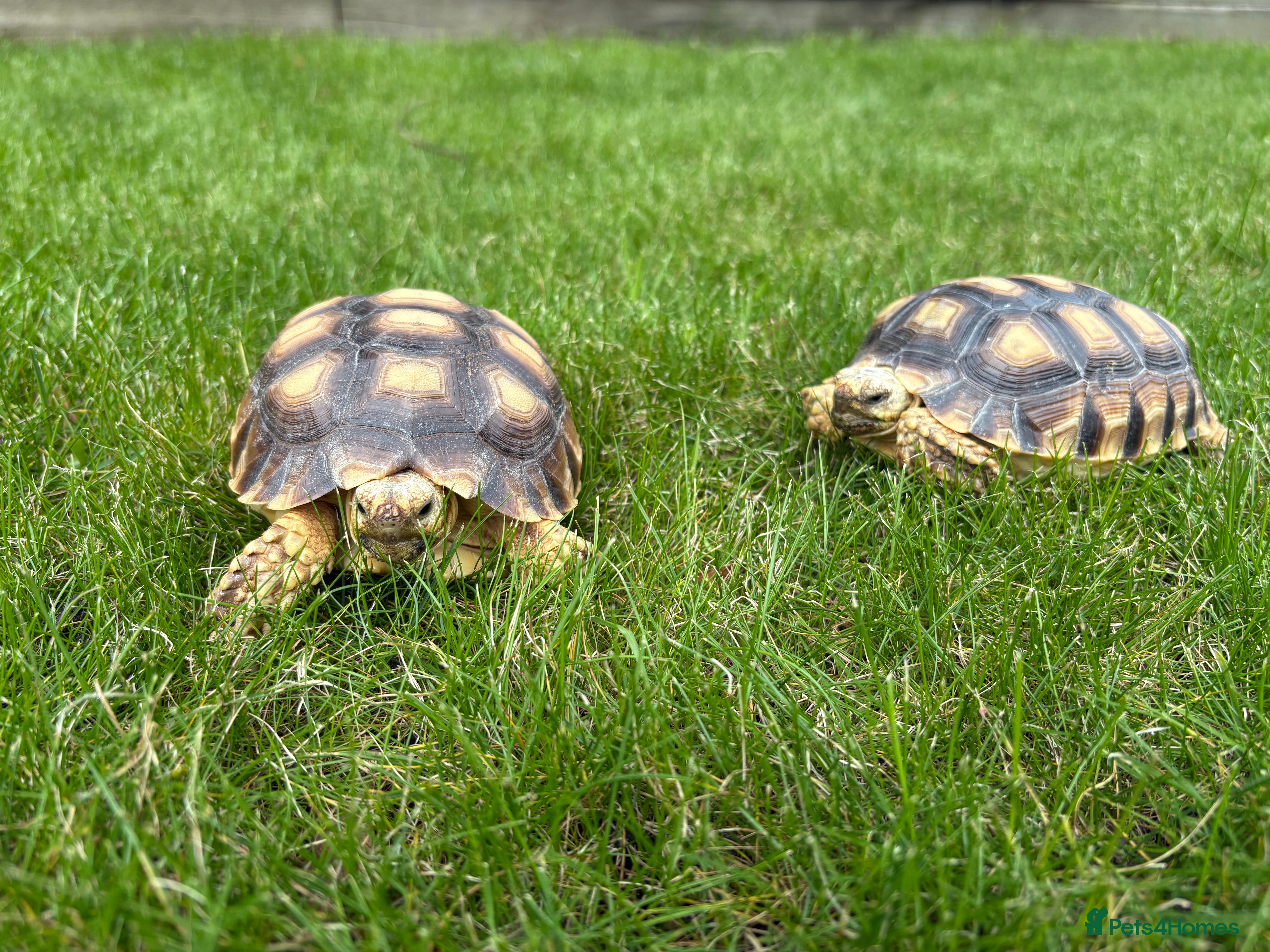 Tortoise reptiles Two Sulcata Tortoises - Advert 10