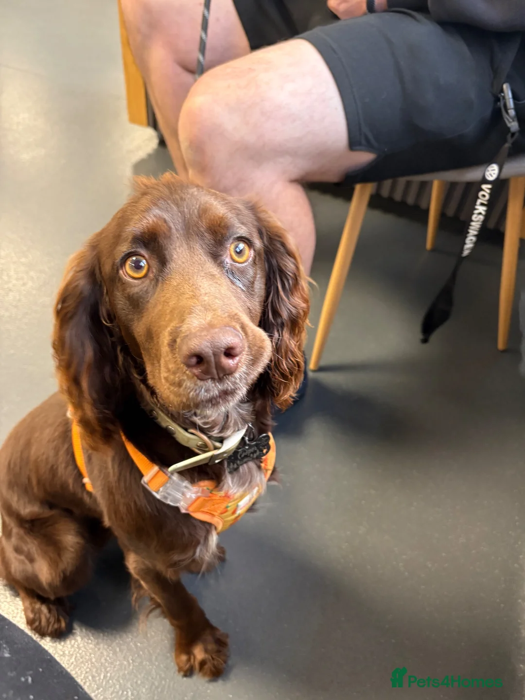 Cocker Spaniel dogs for stud: Male Cocker Spaniel for Stud  in Hartlepool - Advert 2