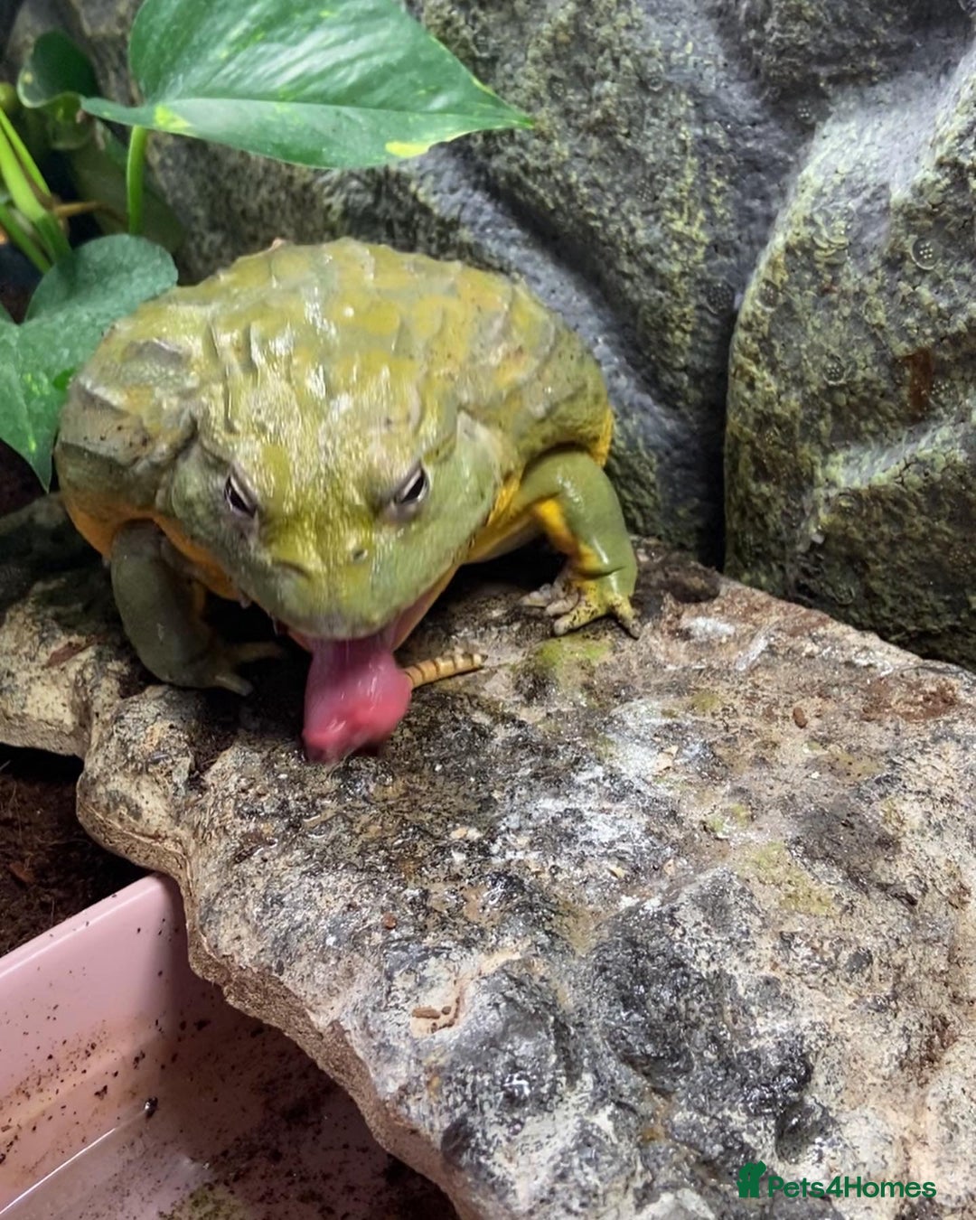 Frog reptiles for sale: Pair of Giant African Bullfrogs with Setup  - Image 5