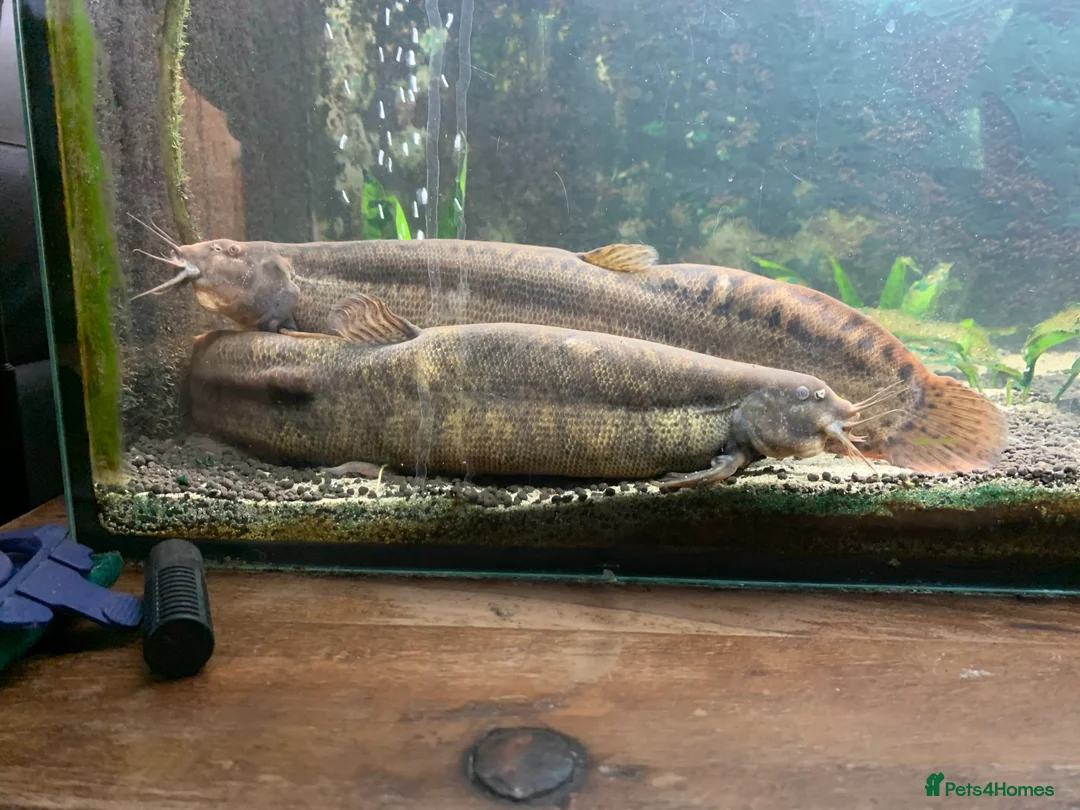 Loaches fish for sale: Weather Loaches - Advert 1