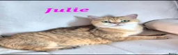 British Longhair cats for sale: British Longhair/Shorthair black golden shaded  - Advert 6