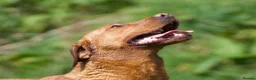 Labrador Retriever dogs for sale: FOX RED LAB PUPS PARENTS EXTENSIVELY HEALTH TESTED - Advert 8