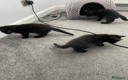 Mixed Breed cats for sale: Playful kittens looking for their forever home  - Image 7