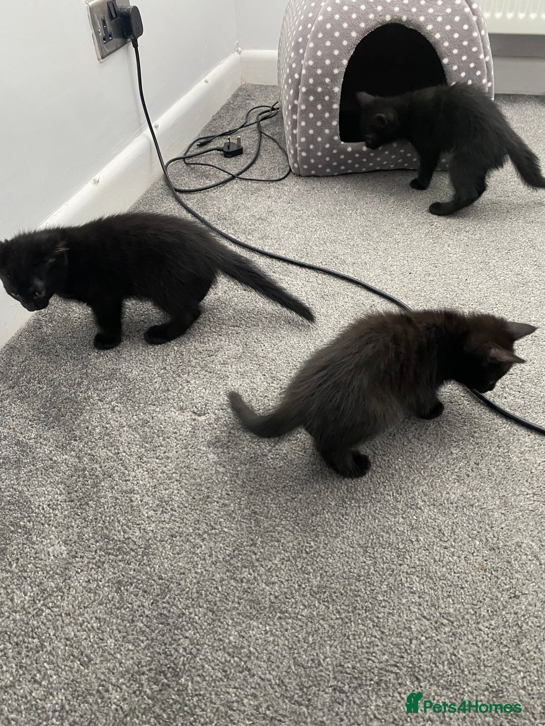 Mixed Breed cats for sale: Playful kittens looking for their forever home  - Image 7