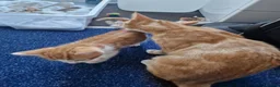 Mixed Breed cats for sale: Handsome Ginger Boy & Adorable Calico Girl - Advert 21