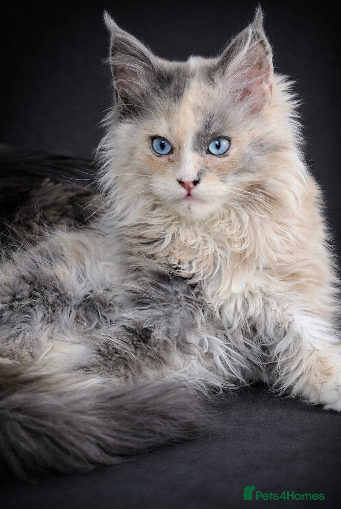 Maine Coon cats Maine coon TICA - Advert 1