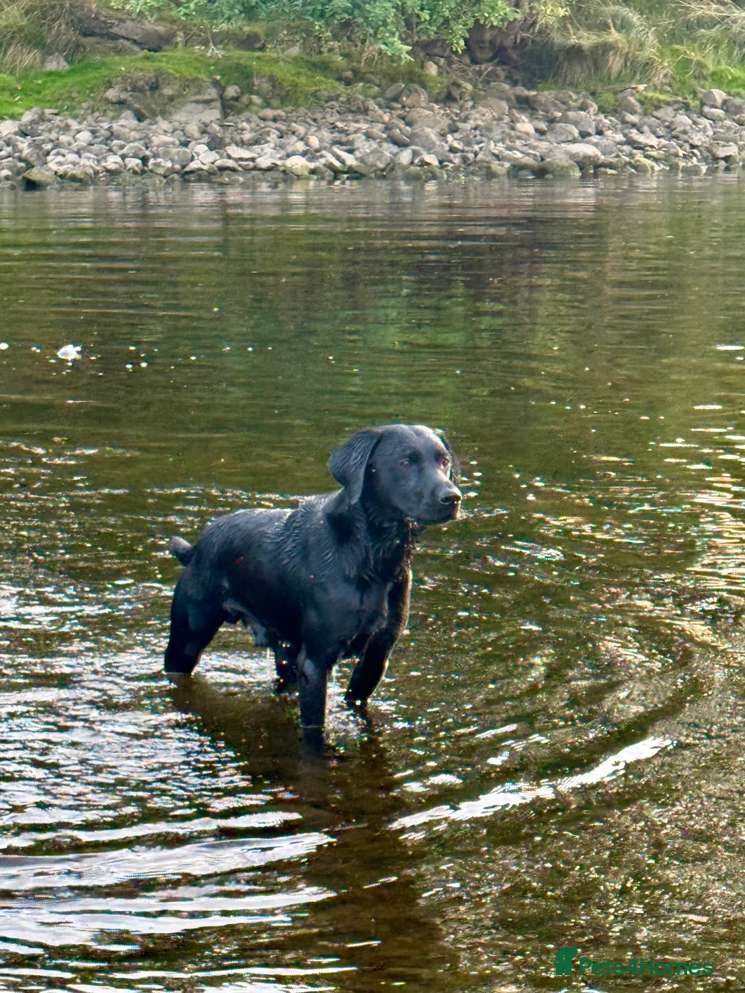 Labrador Retriever dogs for stud: Working KC reg proven black lab  - Advert 3