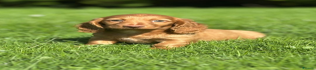 Dachshund Puppy 2