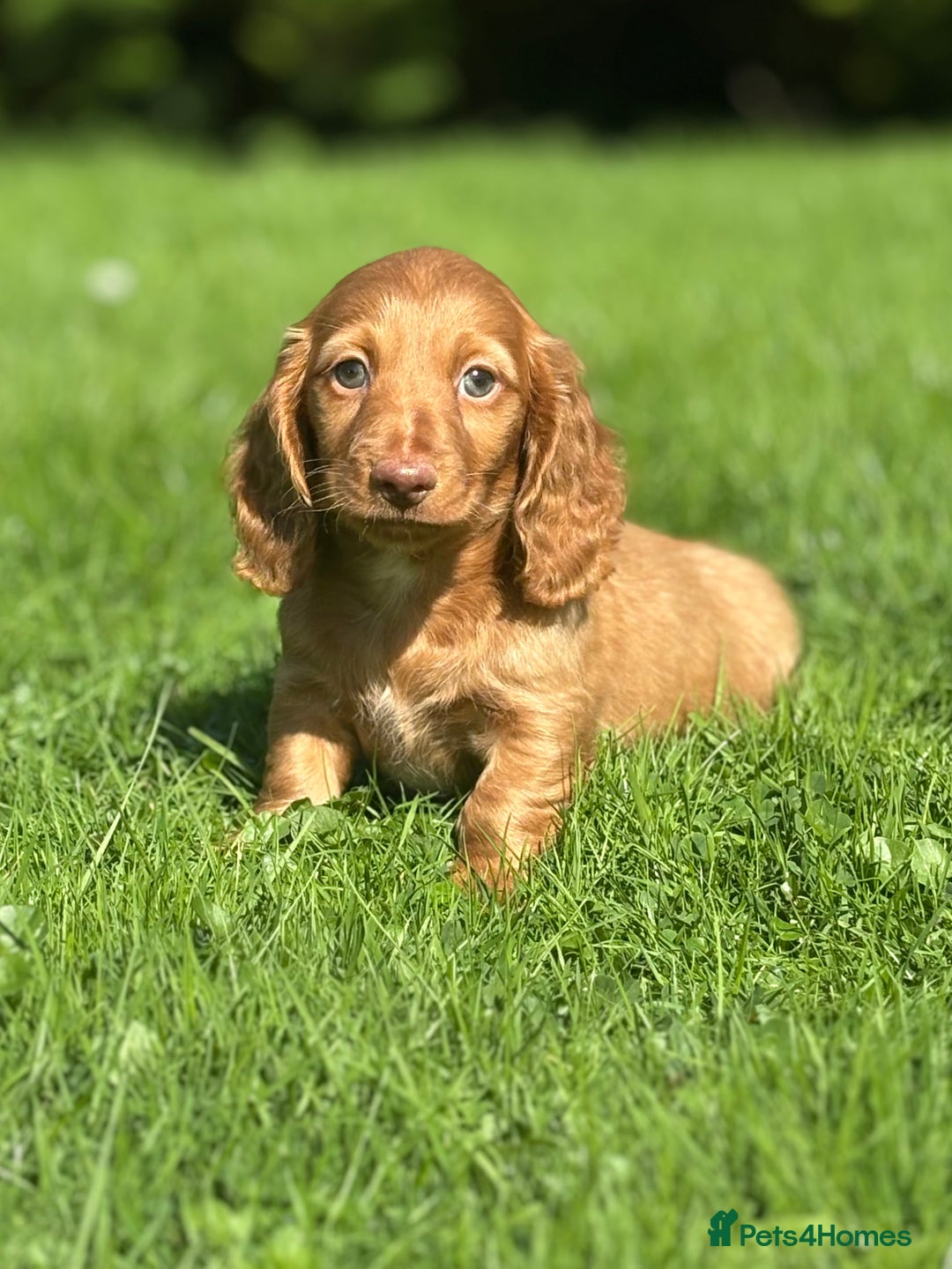 Dachshund dogs for sale: Beautiful miniature long hair dachshund - Image 9