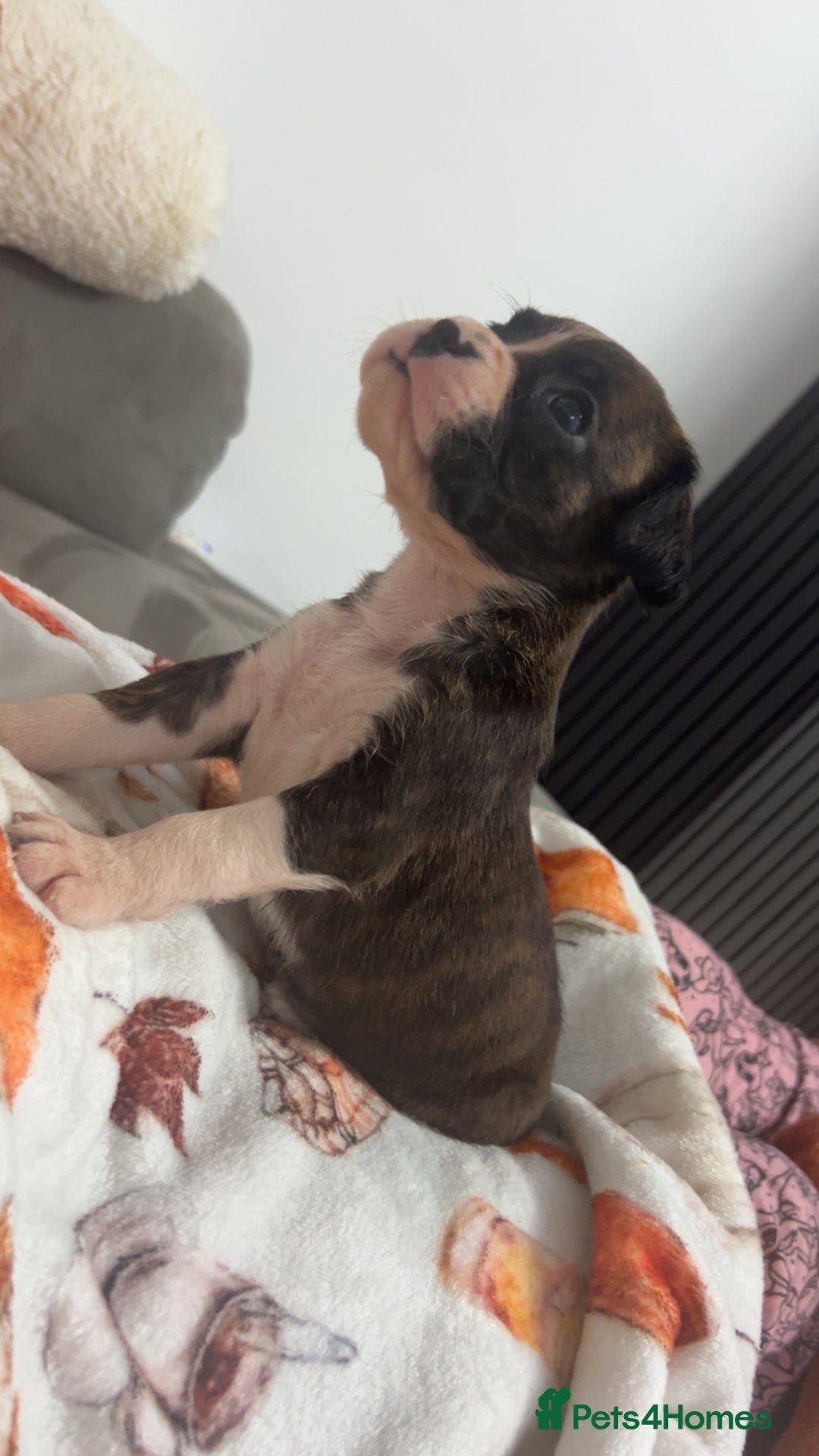 Boxer dogs for sale: Kc registered boxer puppies  - Advert 11