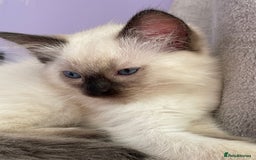 Ragdoll cats for sale: Exquisite 6th Generation PUREBREED Ragdoll Kittens - Image 4