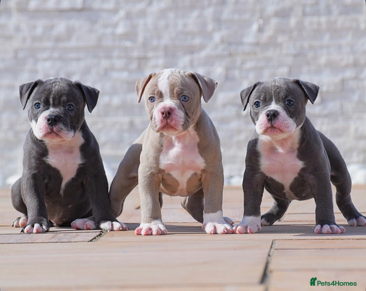 Olde English Bulldogge dogs 5 star rated licensed, 23 years experience  - Advert 5