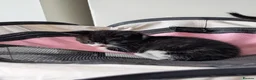 Mixed Breed cats for sale: Lovely kitten looking new home  in Burnley - Advert 8
