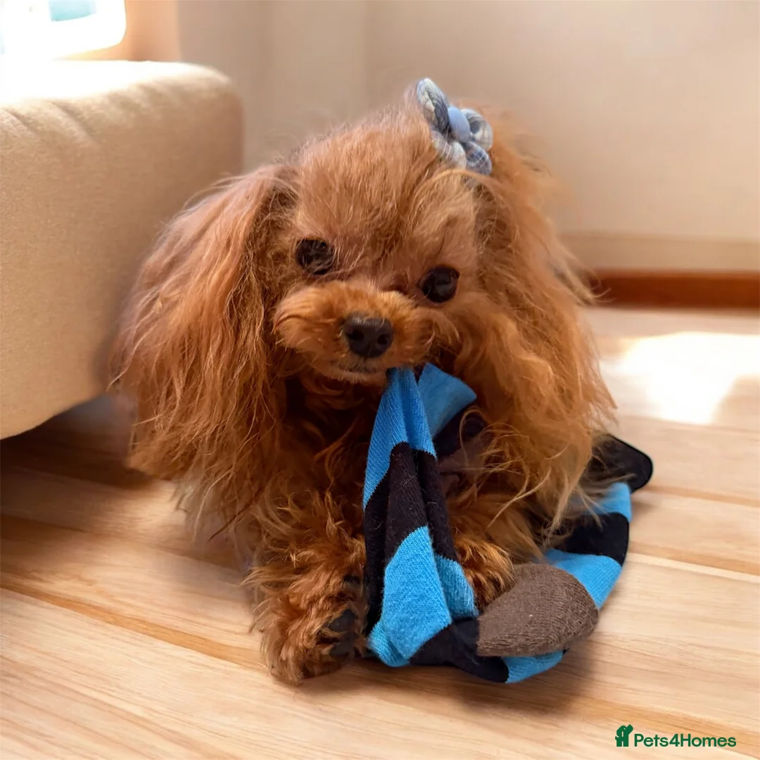 Miniature Poodle dogs for stud: 💎Elite imported Asian teddy bear Poodle Stud 💎 - Advert 11