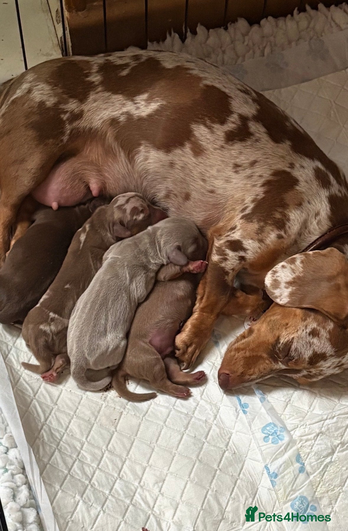 Dachshund dogs Stunning  pedigree miniature dauchound puppies  - Advert 2