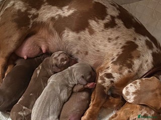 Dachshund dogs Stunning miniature dauchound puppies - Advert 1