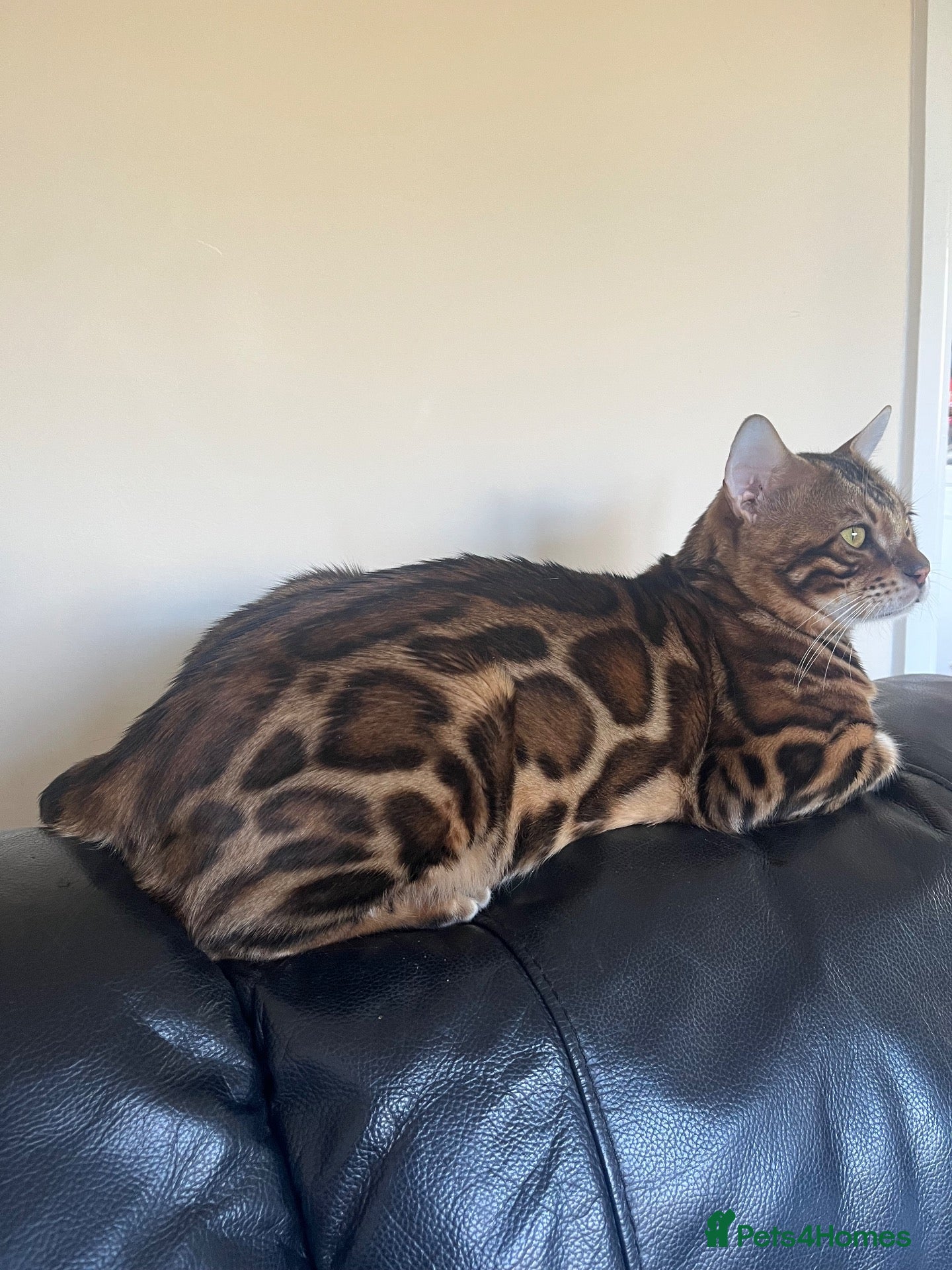 Bengal cats 3 BENGAL KITTENS - HEALTH/GENETIC TESTED  - Advert 2