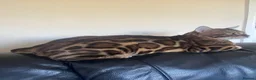 Bengal cats for sale: 3 BENGAL KITTENS - HEALTH/GENETIC TESTED  - Advert 2