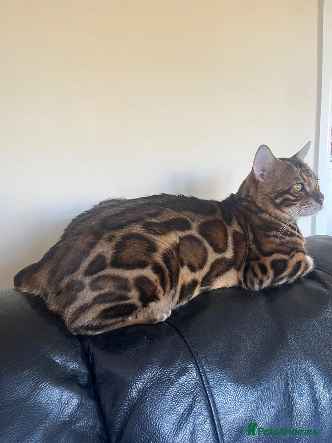 Bengal cats for sale: 3 BENGAL KITTENS - HEALTH/GENETIC TESTED  - Advert 2