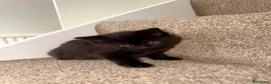 Brown kitten 