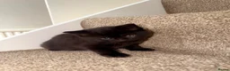 British Shorthair cats for sale: Female Kittens  - Advert 7