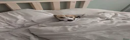 Whippet dogs for sale: Whippett - Advert 3