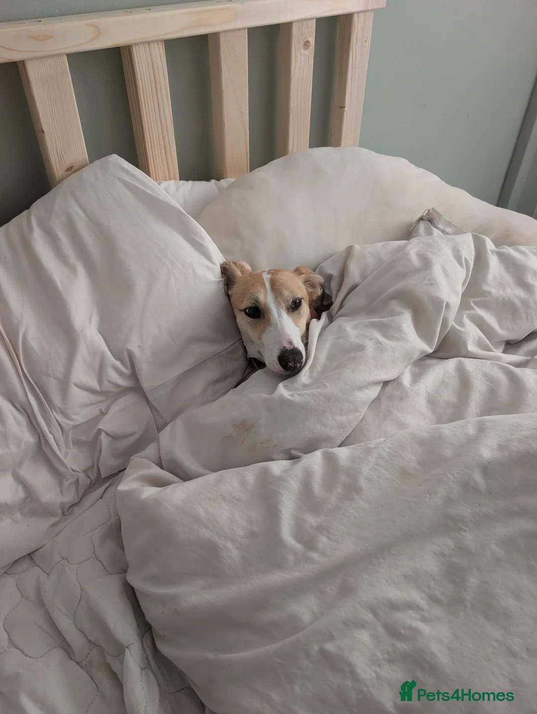 Whippet dogs for sale: Whippett - Advert 3