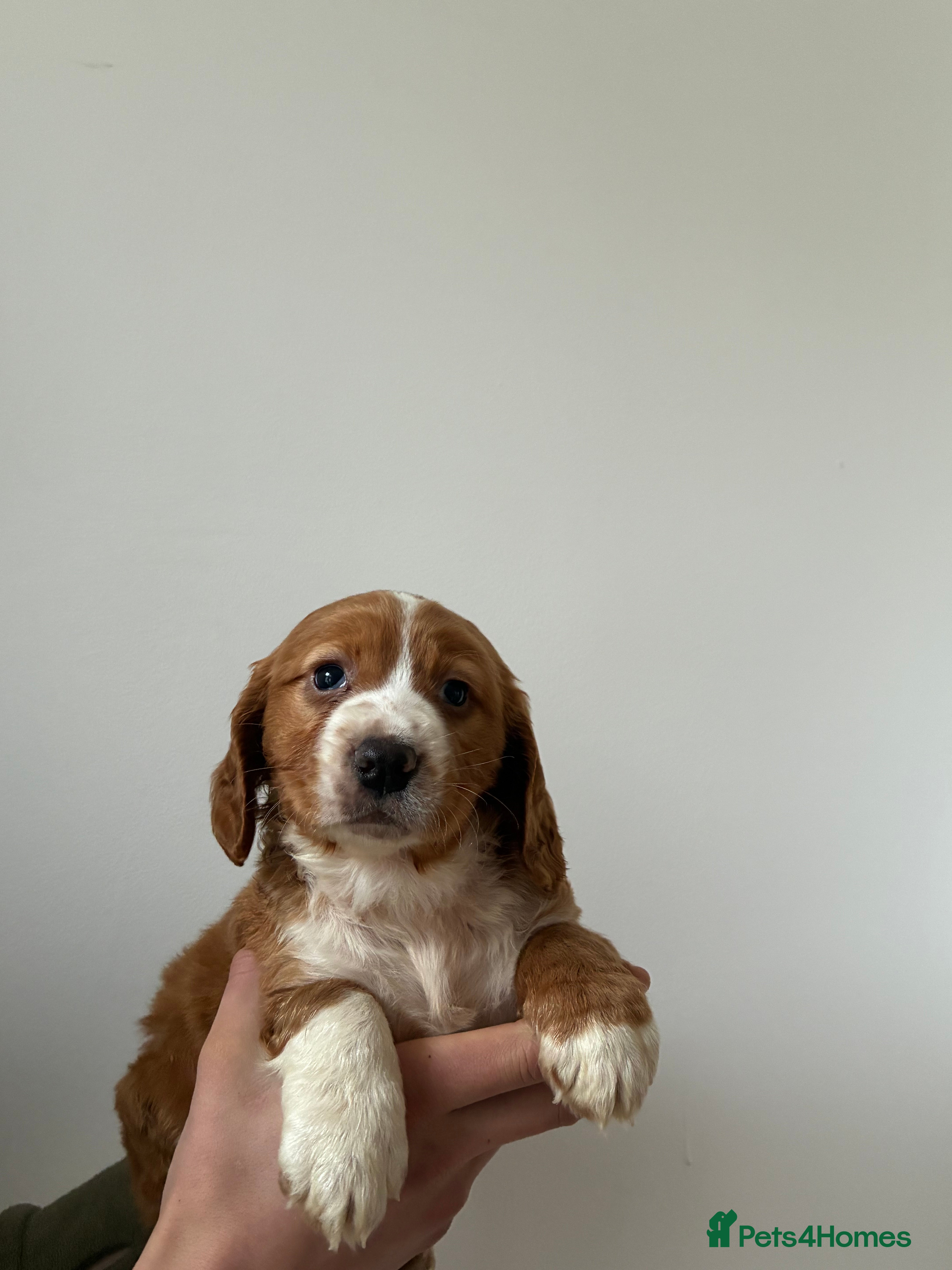 Cocker Spaniel dogs Cocker spaniel boy - Advert 1